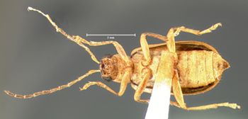 Media type: image; Entomology 18295   Aspect: habitus ventral view